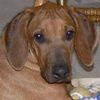 Rescue Dog